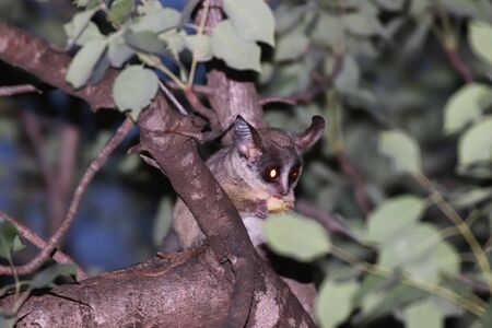 Bushbaby in tree