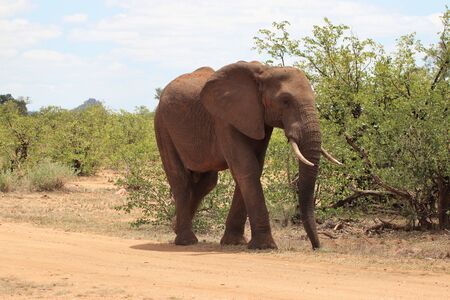 African elephantの写真素材