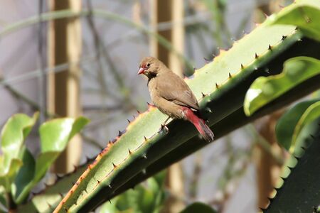 African  firefinch sitting on an aloe leafの写真素材