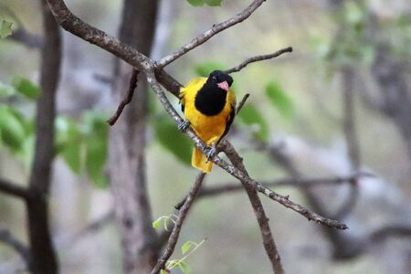 Black-hooded orioleの写真素材