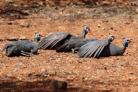 Guinea Fowl taking a sun bathの写真素材