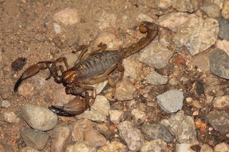 Scorpionの写真素材