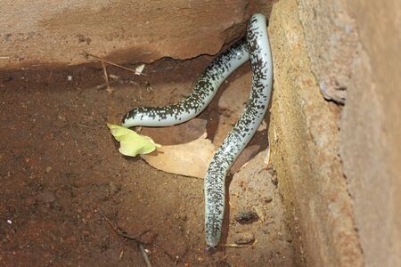Blind Snake close up.
