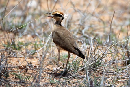 Posing Temminck's Courserの写真素材