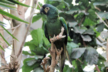 Parrot on a dry branch