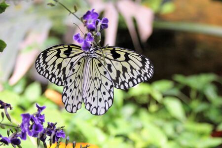 Butterfly on flowerの写真素材