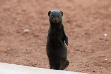 Curious Dwarf mongoose standing uprightの写真素材