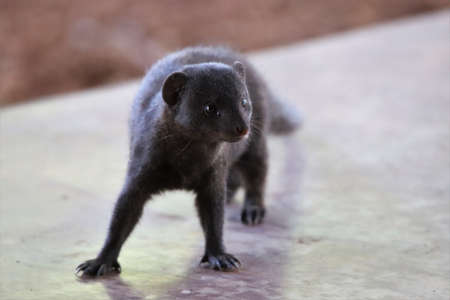 Dwarf Mongoose closeup photo