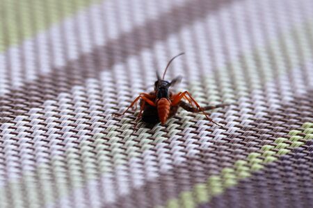 Wasp carrying a dead spider for food