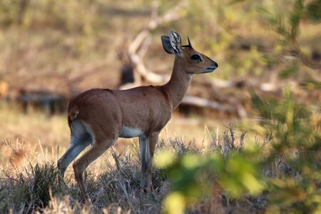 Young Steenbok ram in shade of a bushの写真素材