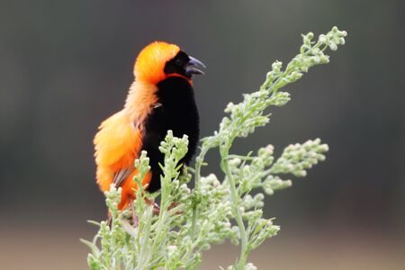 Southern Red Bishop with fluffed up feathersの写真素材