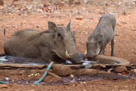 Warthog with piglet relaxing in cool water pondの写真素材