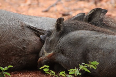Warthog piglets sucklingの写真素材