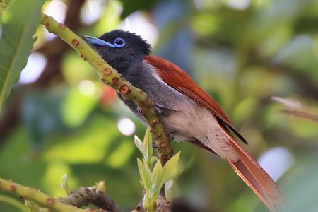 Paradise flycatcher sitting in a treeの写真素材