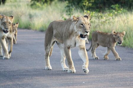 Lionesses and cubs walking down a roadの写真素材