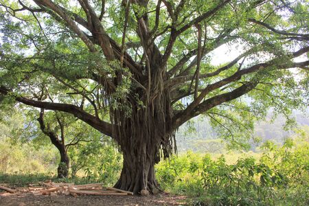Huge tree with loose bark hanging downの写真素材