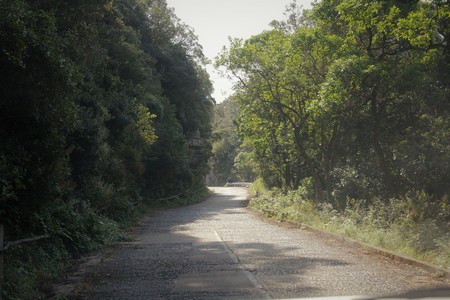 Road leading into the forestの写真素材