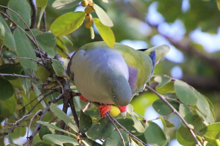 Green pigeon in treeの写真素材