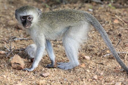 Vervet Monkeyの写真素材