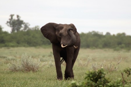 Young African Elephant smelling the airの写真素材