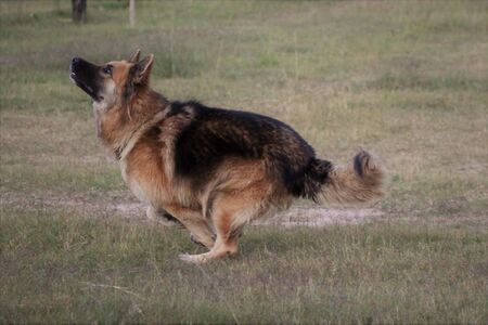 German Shepherd running after a ballの写真素材