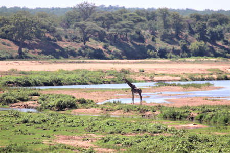 Giraffe in river bedの写真素材