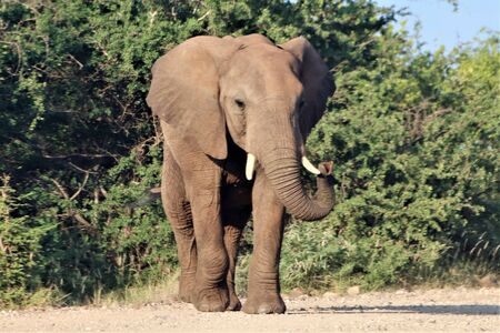 African Elephant swinging its trunk from side to sideの写真素材