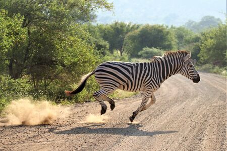 Zebra running while it kicks up dust in the early morningの写真素材