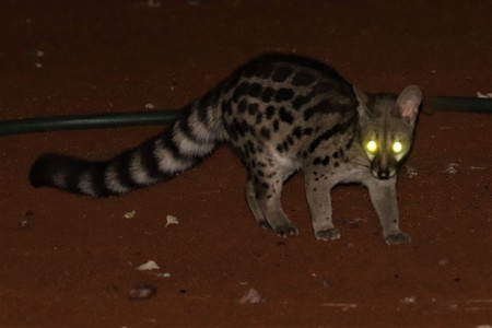 Spotted Genet