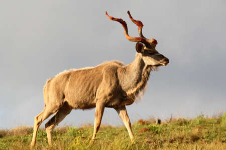 Kudu with mud on his hornsの写真素材