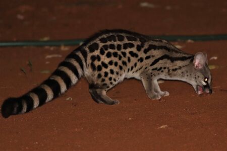 Spotted Genet eating some meat
