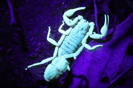 Scorpion with green glow in ultra violet lightの写真素材