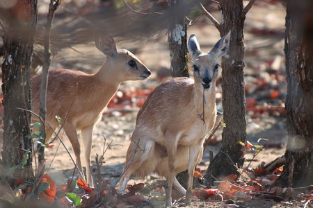 Sharpes Grysbok pairの写真素材