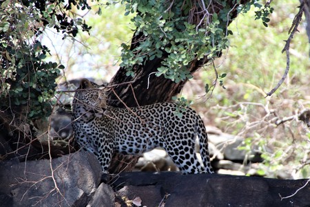 Young leopard in the shade of a tree on some rocks, looking back over his shoulderの写真素材