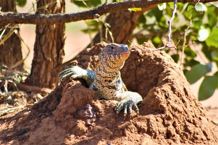 Monitor lizard at its hole in the ground, checking to see if it is safe to come outの写真素材