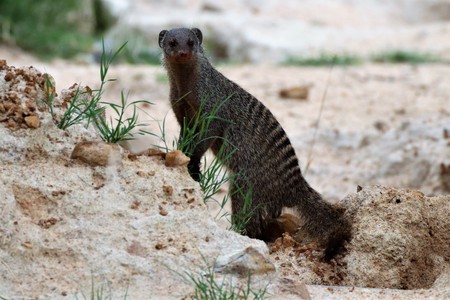 Curious banded mongoose in a nature reserveの写真素材