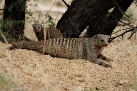Mother and young banded mongoose resting in the sandの写真素材