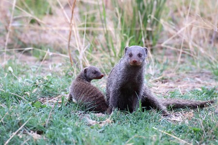Banded mongoose mother and baby outdoors in natureの写真素材
