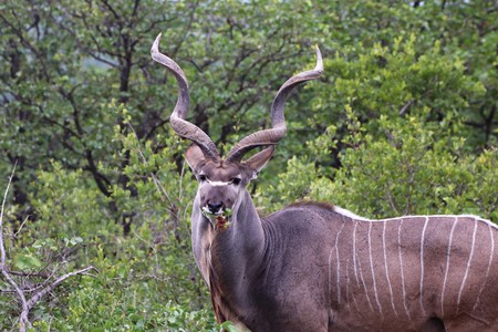 Big Kudu bull with long twisted hornsの写真素材