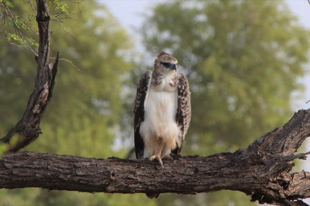 Juvenile Marshall Eagle sitting on a dry branch of a tree with green trees in the back-ground