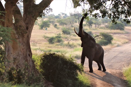Huge African Elephant stretching and reaching up with his trunk for the juicy high green leaves of a treeの写真素材