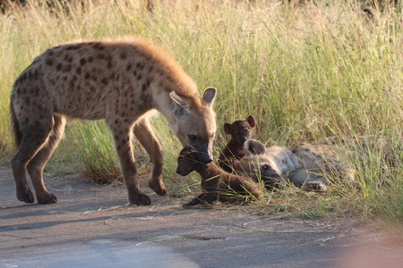 Adult Hyena with grip on the neck of baby to guide itの写真素材