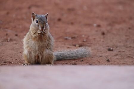 Tree Squirrel looking for some food to eat on the ground