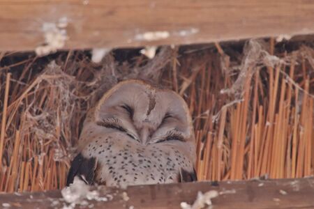 Barn owl sleeping in on a support of a thatch roofの写真素材