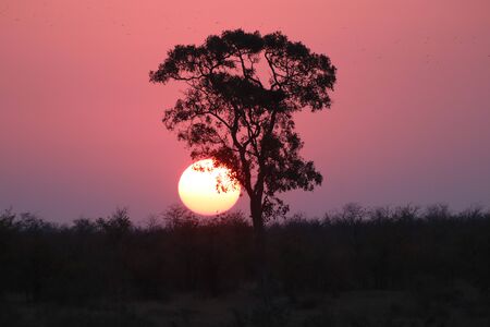 Silhouette of a huge tree with the setting sun hanging from the branchesの写真素材