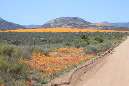 Wild flowers blooming after beautiful rains in Namakwalandの写真素材