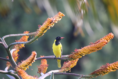 Black-headed Oriole perched on an aloe vera flower in a residential garden in South Africa.の写真素材