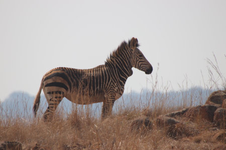 Zebra on a private farm in South Africa,の写真素材