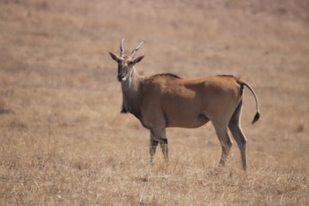 Eland antelope (Panthera tatarica)の写真素材