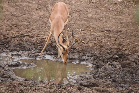 Impala antelope drinking water at the edge of a puddleの写真素材